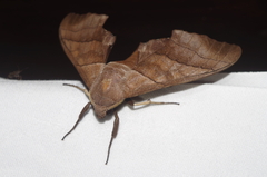Polyptychus chinensis