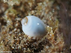 Gibberula secreta
