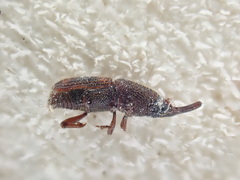 Sitophilus