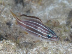 Parapristipoma octolineatum