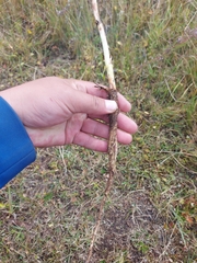 Cnidium dauricum