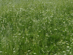 Meum athamanticum