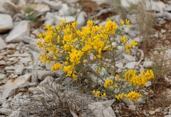 Genista scorpius