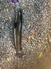 Channa striata