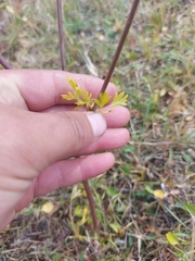 Cnidium dauricum