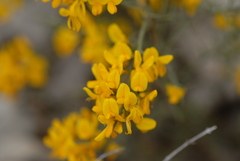 Genista scorpius
