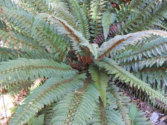 Polystichum neolobatum
