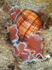 Hydatina physis