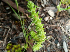 Crassula colorata
