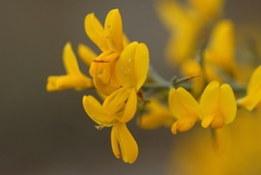 Genista scorpius