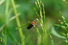 Cantharis pellucida
