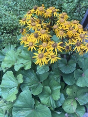 Ligularia
