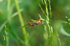 Cantharis pellucida