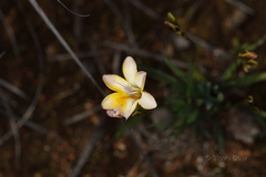 Freesia leichtlinii