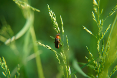 Cantharis pellucida