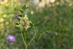 Astragalus cicer