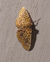 Polygrammodes runicalis