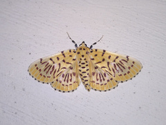 Polygrammodes runicalis