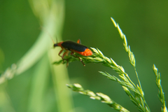 Cantharis pellucida