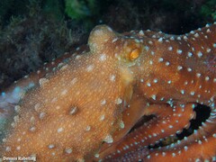 Callistoctopus macropus