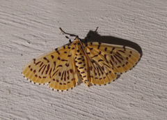 Polygrammodes runicalis