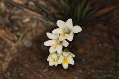 Freesia leichtlinii