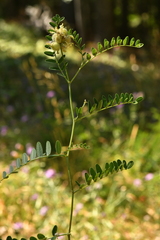 Astragalus cicer