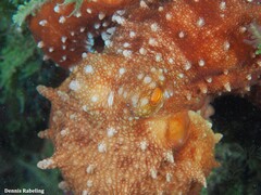 Callistoctopus macropus