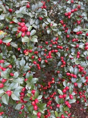 Cotoneaster divaricatus