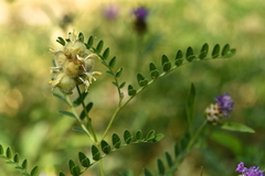 Astragalus cicer