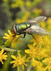 Lucilia