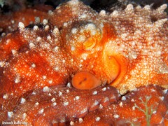Callistoctopus macropus