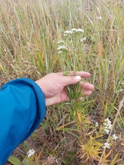 Achillea alpina