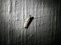 Phycitodes reliquellum