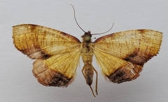 Plagodis dolabraria