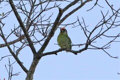 Psilopogon franklinii