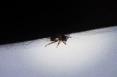 Phaeochrous emarginatus