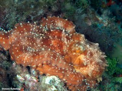Callistoctopus macropus