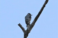 Yungipicus canicapillus