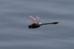 Epophthalmia elegans