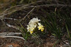 Freesia leichtlinii