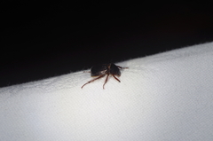 Phaeochrous emarginatus