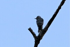 Yungipicus canicapillus