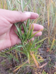 Achillea alpina