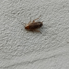 Ectobius sylvestris