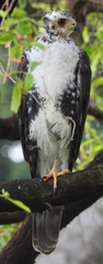 Accipiter melanoleucus