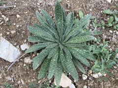 Echium vulgare