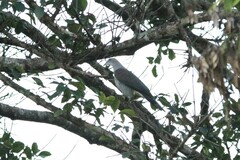 Ducula badia