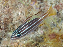 Parapristipoma octolineatum