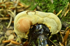 Ganoderma carnosum